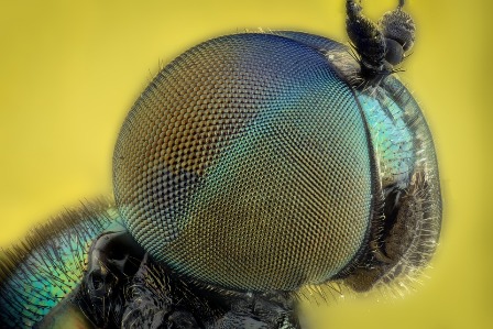 Close up of a fly's head